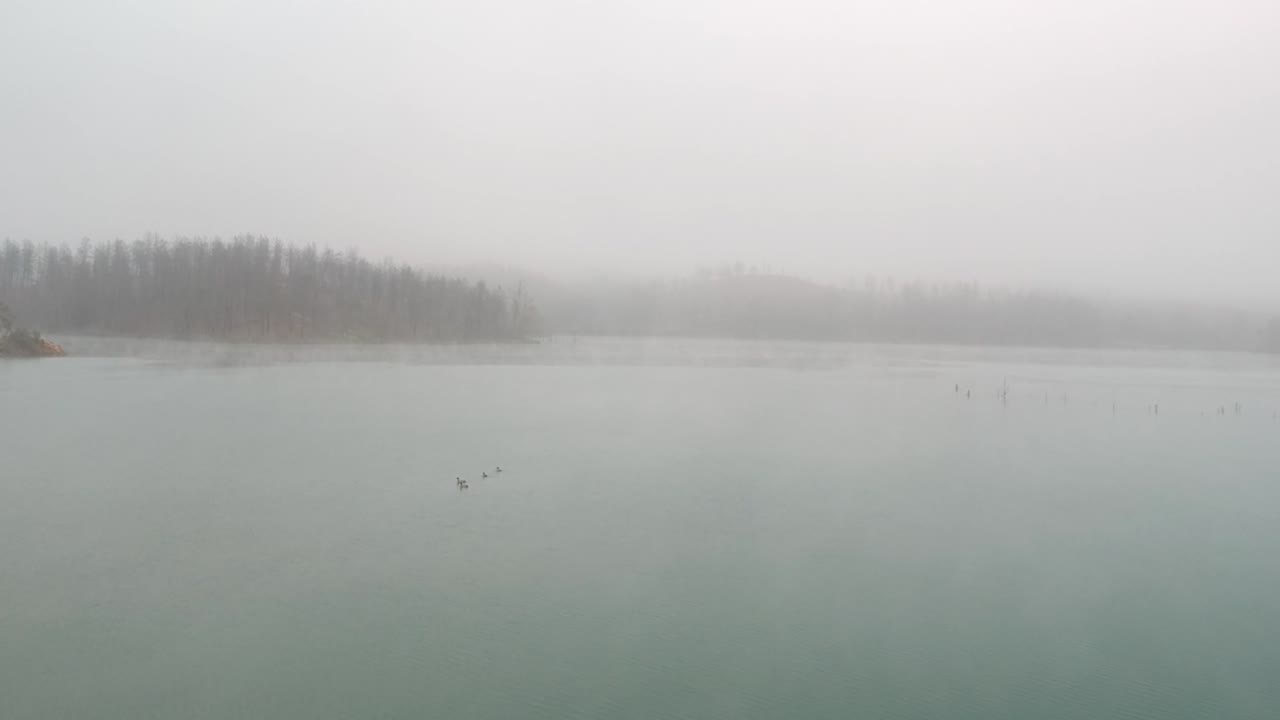 호수에서 왼쪽으로 이륙하는 네 마리의 오리