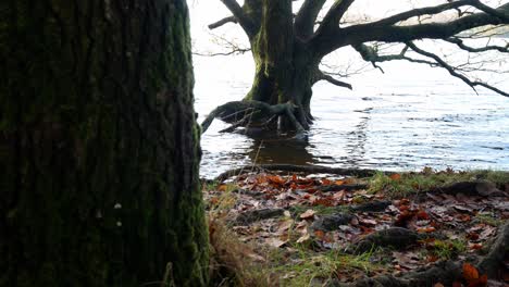 Submerged-seasonal-Autumn-forest-woodland-trees-fall-foliage-countryside-rural-scene-dolly-from-behind-tree