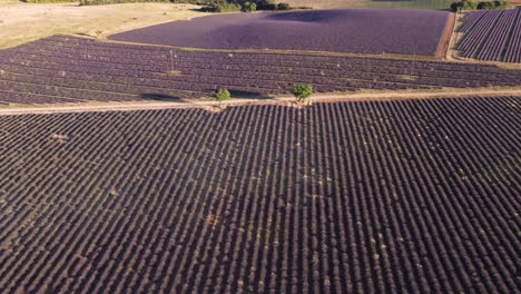 campo de lavanda plateau de valensole