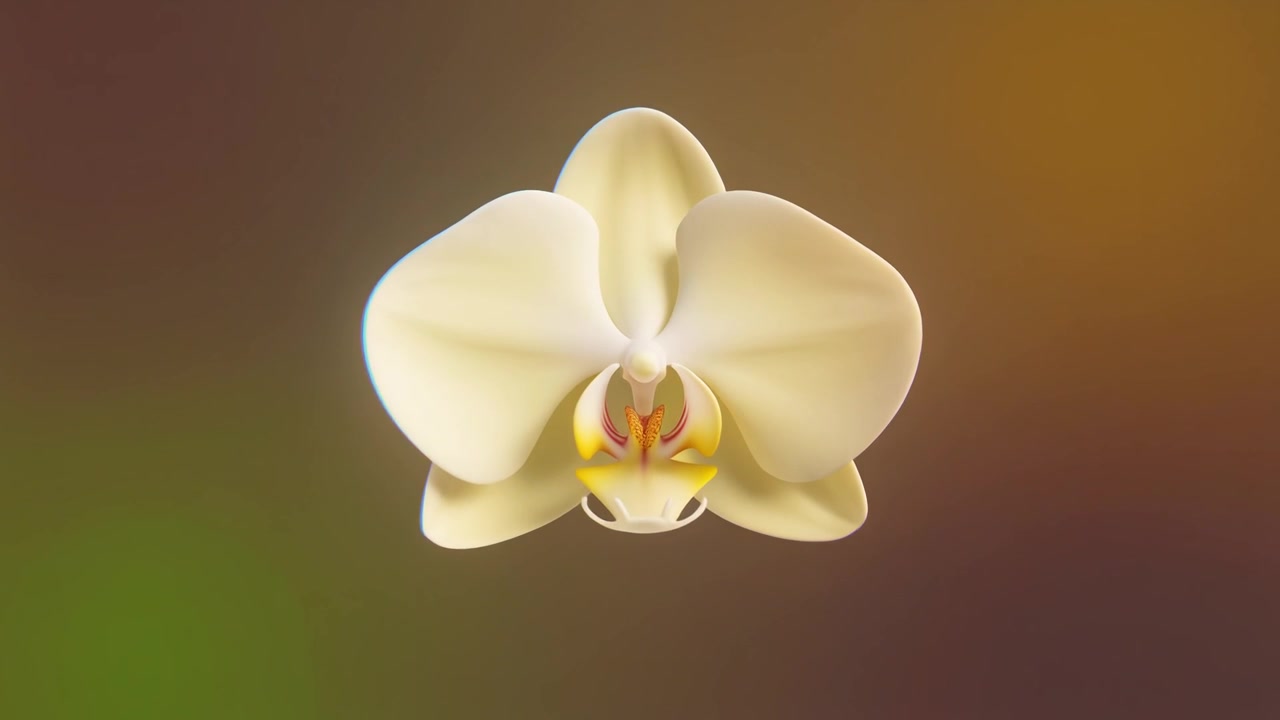 Time-lapse di un fiore di orchidea bianca che sboccia