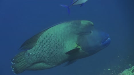 huge napoleon wrasse in blue water next to reef, midnight snapper swimming into frame from above, seeking protection by accompanying the large fish