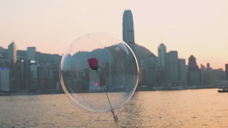 a woman holds a single red petal rose at the victoria harbour waterfront view of the hong kong island skyline while the sunset sets in