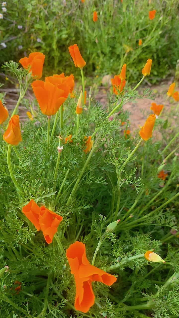 Papaveri arancione brillante fioriscono tra una vegetazione lussureggiante a Tenerife. Perfetto per temi naturalistici, studi floreali e immagini primaverili.