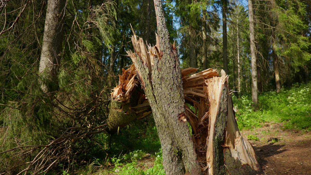 A broken tree trunk stands amidst vibrant greenery in a Norwegian forest. Ideal for nature documentaries or educational content on forest ecosystems.