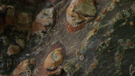 close up of a brown rock with a couple of ants walking on it