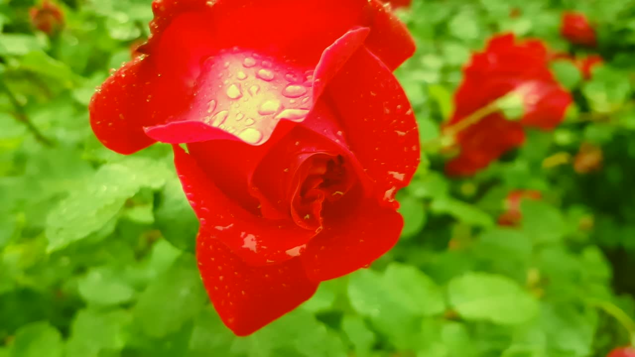4 al video, una rosa roja brillante con gotas de lluvia en el brote, en el parque en verano en clima lluvioso