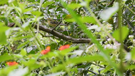 Kleiner-Gelbschnabel-Tyrannenvogel-Im-Tiefen-Dschungel-Des-Los-Nevados-Nationalparks,-Kolumbien