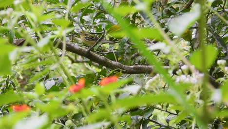 el pájaro kiskadee menor en las profundidades de la selva del parque nacional los nevados, colombia
