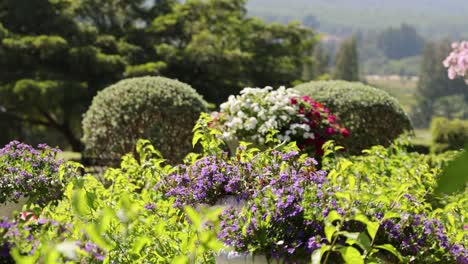 time-lapse of a vibrant, colorful garden