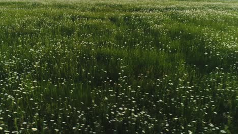 field of daisies