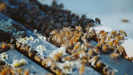 Honey-bees-swarming-in-open-hive,-worker-bees-between-wooden-frames,-bee-space