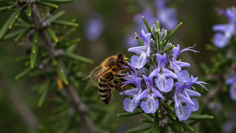 a honeybee pollinating vibrant lavender flowers: nature's intricate dance of life and growth under the sunlight