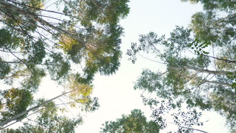 Slow-motion-gazing-up-at-the-tree-canopy-from-the-forest-floor-with-sunlight-in-the-treetops