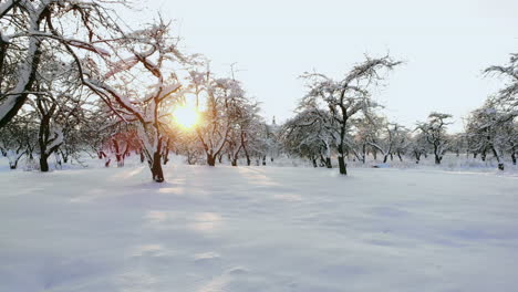 Luftaufnahmen-Vom-Flug-Zwischen-Wunderschönen-Verschneiten-Bäumen-Mitten-In-Der-Wildnis-In-Lappland,-Finnland.