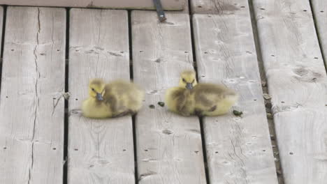 two fluffy canada goose goslings sitting on a dock