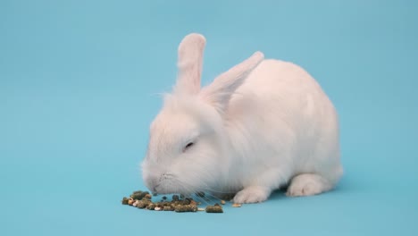 el conejo blanco come comida con placer. conejo de pascua blanco en un azul