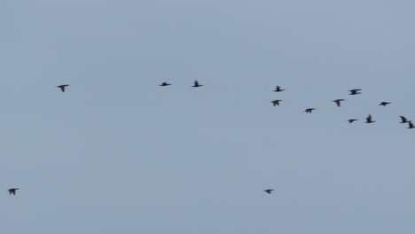 a mesmerizing avian tapestry painted across the open canvas of the sky - aerial