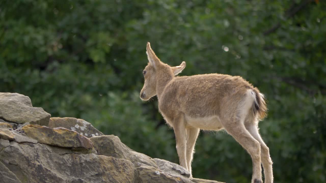 Giovane cucciolo di stambecco siberiano che si arrampica su una cresta rocciosa