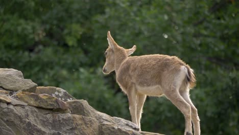 Young-Siberian-Ibex--kid-climbing-a-stony-ridge