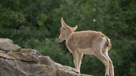 Junges-Sibirisches-Steinbockkind,-Das-Einen-Steingrat-Klettert