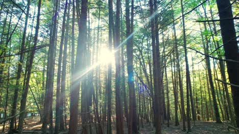 hermosas imágenes de drones bajos y suaves de un bosque de pinos con una hermosa luz dorada