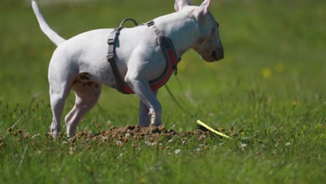 A-small-white-terrier-enthusiastically-digs-and-bites-the-ground-on-the-green-lawn