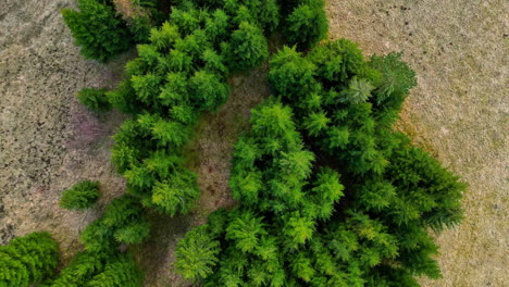 copse of trees along farmland fields - straight down aerial flyover