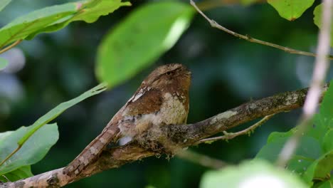 la boca de rana de java o la boca de rana de horsfield se encuentra en tailandia y otros países asiáticos