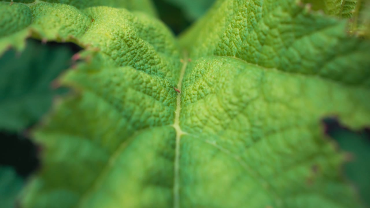 Close up details of a giant rhubarb plant's green leaves