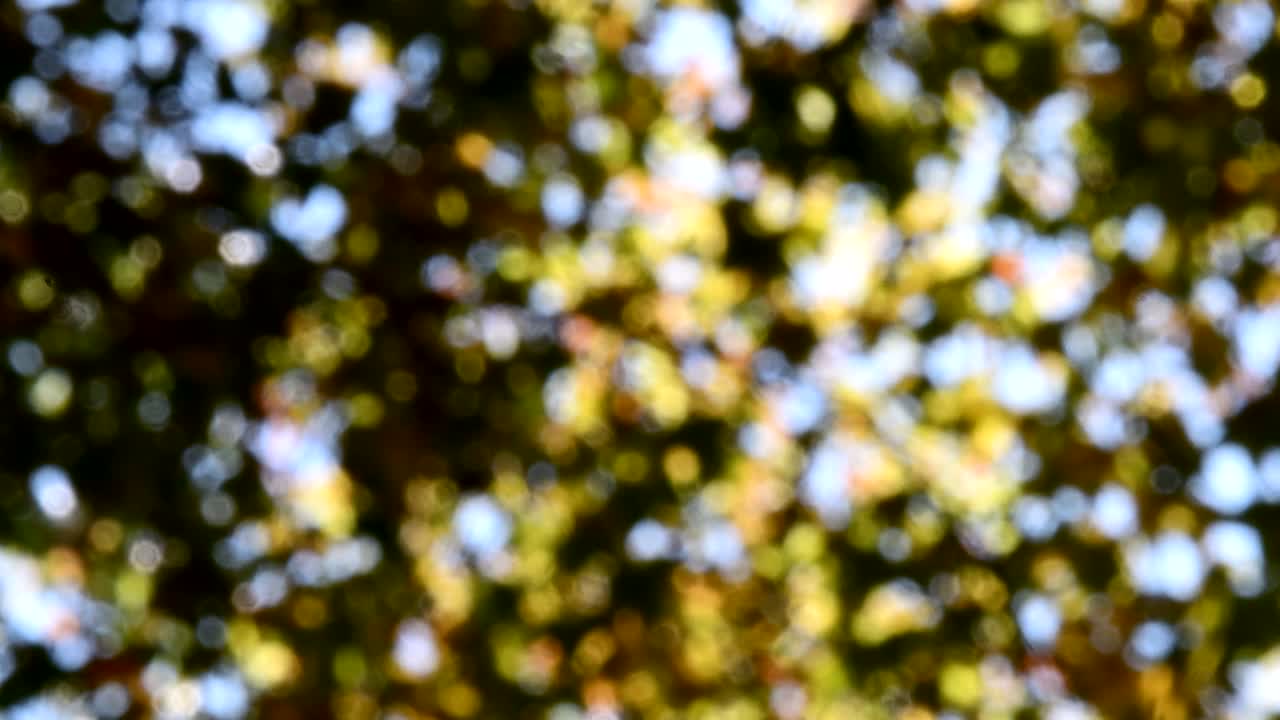 hojas verdes borrosas con fondo abstracto bokeh