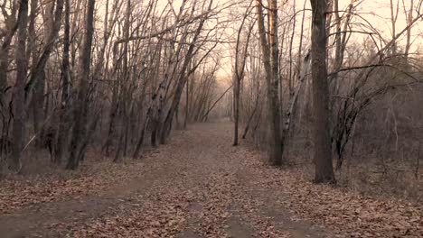 walking down a hill through the forest or woods as the sun is coming up on a call fall day