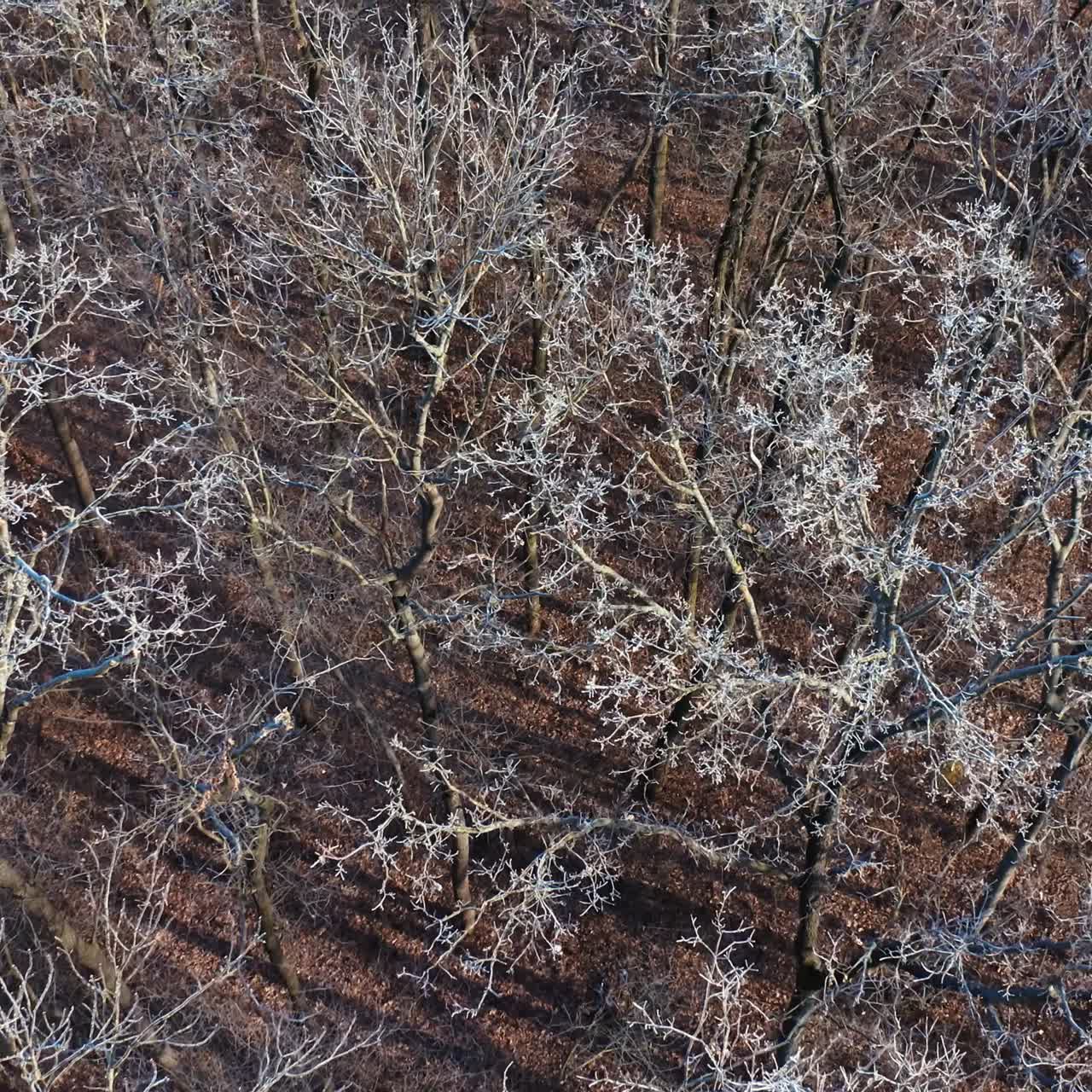 Winter forest top view