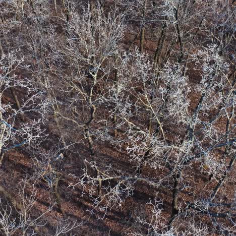 winter forest top view
