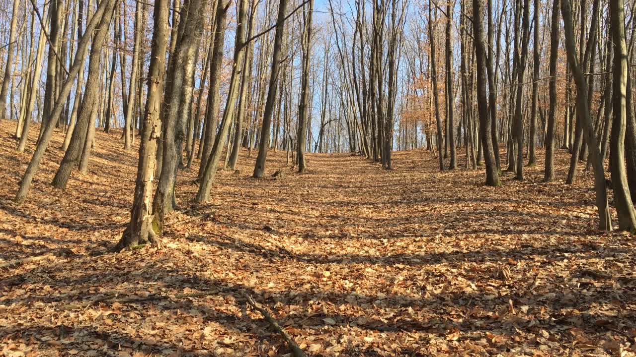 Walking on a forest road, early spring season
