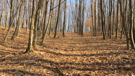 Caminando-Por-Un-Camino-Forestal,-A-Principios-De-La-Temporada-De-Primavera