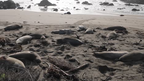 gimbal close-up panning shot of elephant seals napping on the beach during breeding season at the rookery in piedras blancas, california. 4k