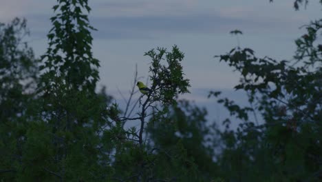 Jilguero-Americano-En-El-árbol.---Ancho