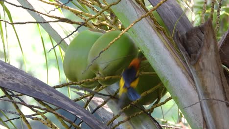 Looking-for-some-nesting-materials,-an-Orange-Crowned-Oriole,-Icterus-auricapillus-moves-around-the-branches-and-fruits-of-the-coconut-tree-in-Minca,-Colombia-in-South-America