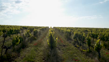 Drohne-Aus-Der-Luft,-Die-Auf-Einem-Bauernhof-Durch-Felder-Mit-Weinreben-Schwenkt