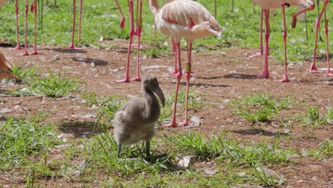 flamingo chick rests in grass between legs of adults in flock