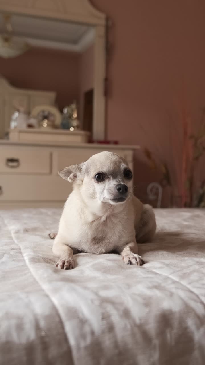 Cute white chihuahua dog sitting on cozy bed in bedroom. Vertical footage