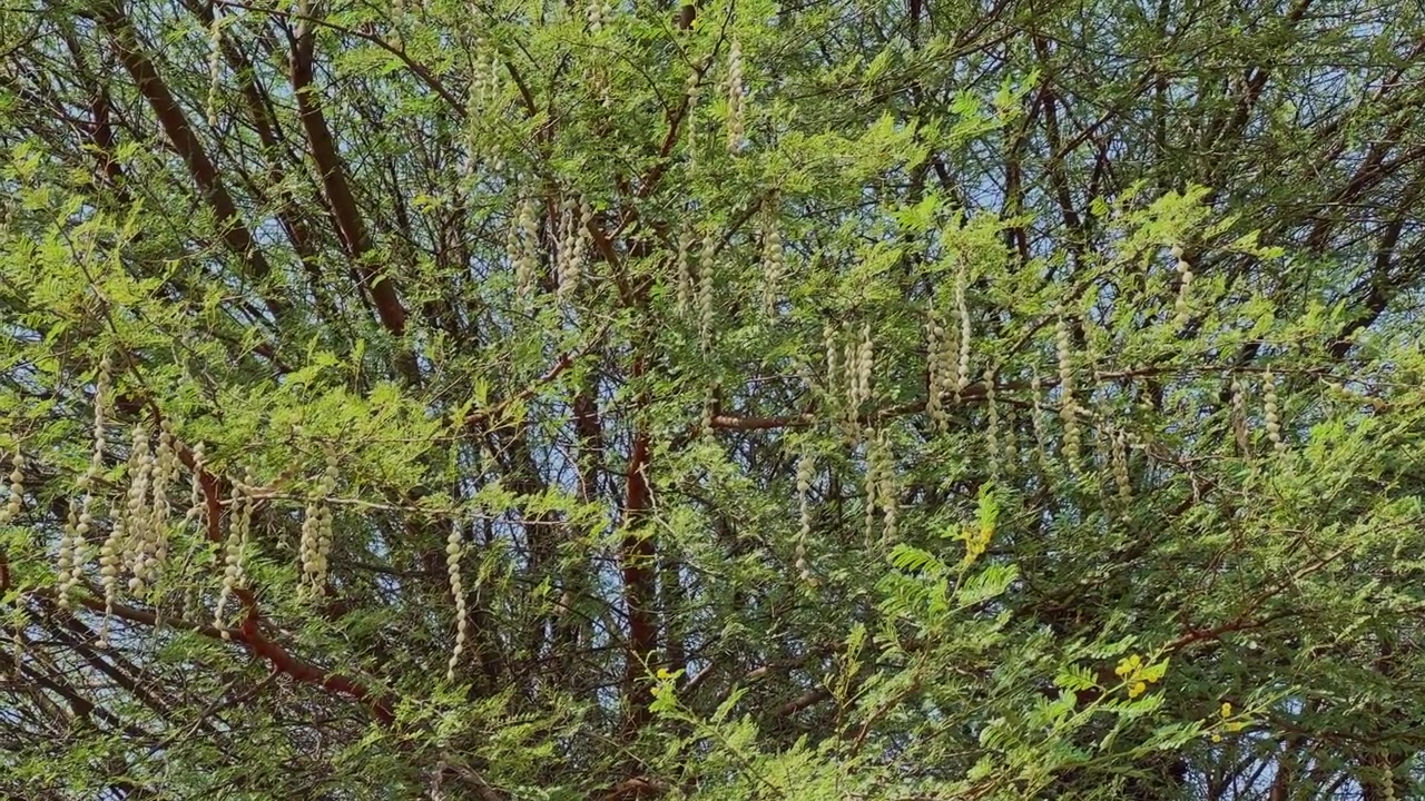 Dense Vachellia nilotica (babul) tree canopy featuring hanging seed pods and delicate green foliage in natural daylight within a rural landscape!