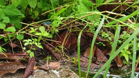 Hierba-Verde-Mojada-Después-De-Que-Dejó-De-Llover