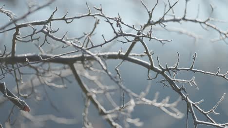 A-thin-layer-of-the-hoarfrost-on-the-dark-slender-leafless-branches