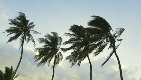 close up shot of four palm trees in the wind against a slightly cloudy sky