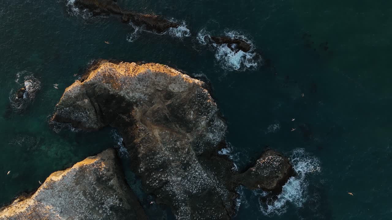 Drone shot of a rocky seabird habitat at golden hour in California