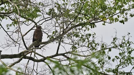camera sliding form the left to the right revealing this eagle resting behind branches, crested serpent eagle spilornis cheela, thailand
