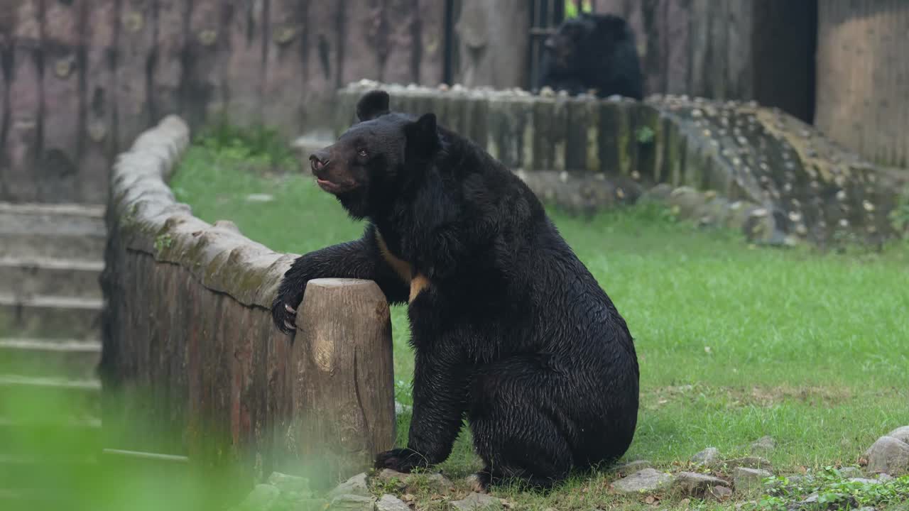 L'orso labiato nello zoo.