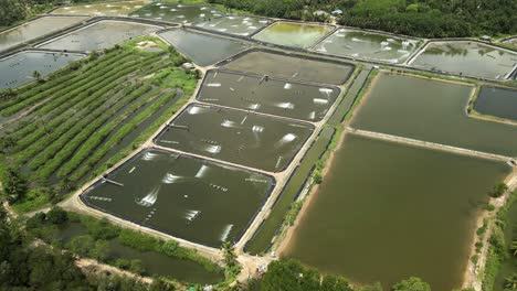 Aerial-drone-of-industrial-shrimp-farm-aquaculture-in-Thailand