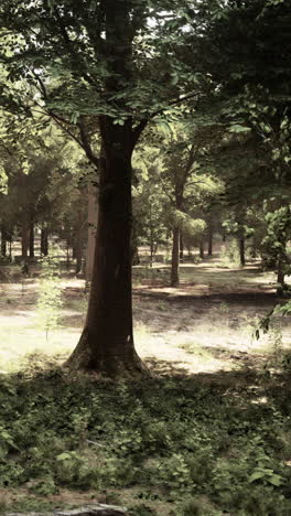 tranquil forest scene with sunlight streaming through the trees